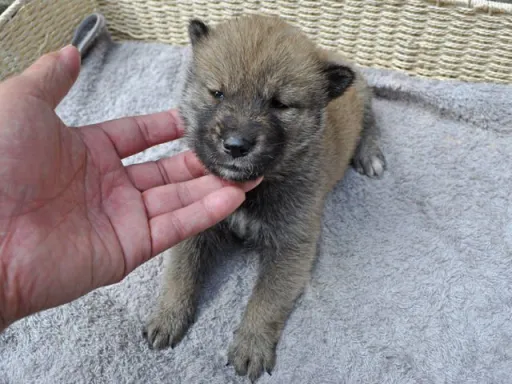 四国犬のサムネイル画像5