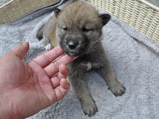 四国犬のサムネイル画像6