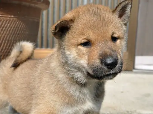四国犬の子犬販売