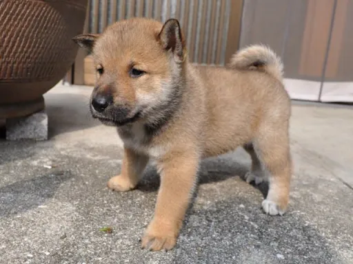 四国犬のサムネイル画像2