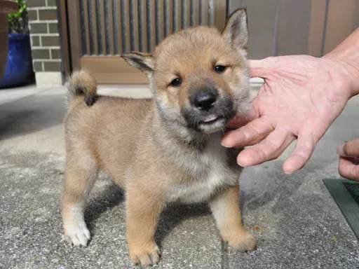 四国犬のサムネイル画像3