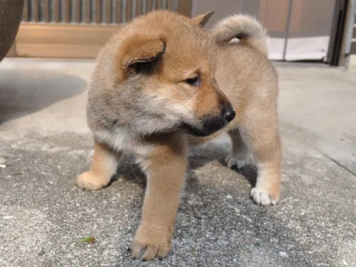 四国犬のサムネイル画像4