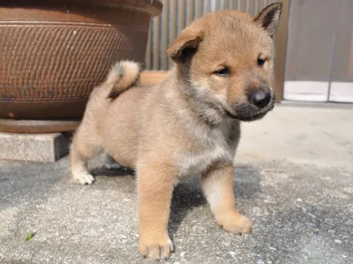 四国犬のサムネイル画像5