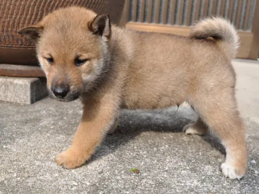 四国犬のサムネイル画像6