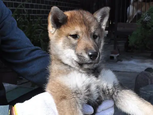 四国犬の子犬販売