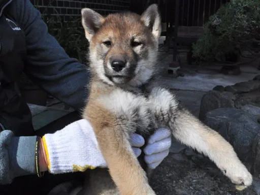 四国犬のサムネイル画像2