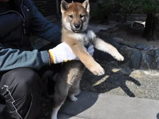 四国犬のサムネイル画像3