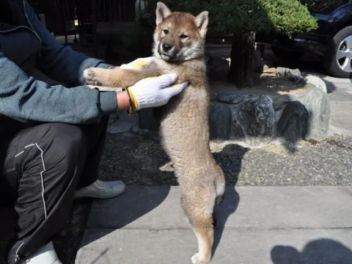 四国犬のサムネイル画像4