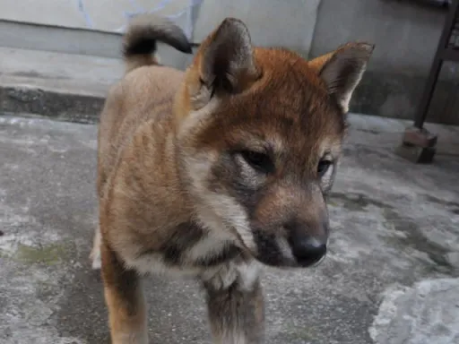 四国犬のサムネイル画像5