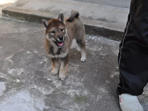 四国犬のサムネイル画像6