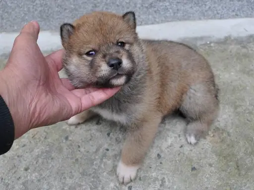 四国犬の子犬販売