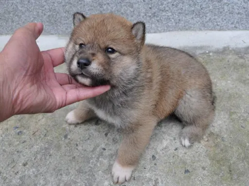 四国犬のサムネイル画像2