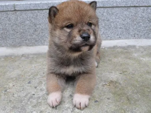 四国犬のサムネイル画像3