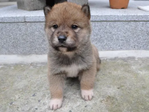 四国犬のサムネイル画像4