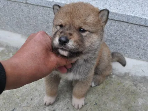 四国犬のサムネイル画像5