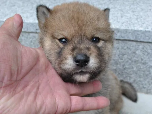 四国犬のサムネイル画像6