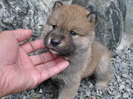 四国犬の子犬販売