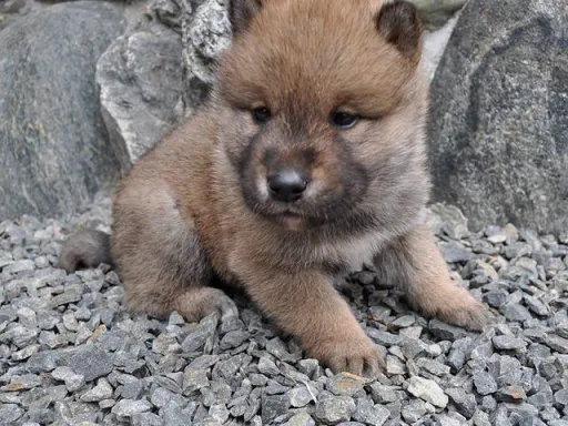 四国犬のサムネイル画像2