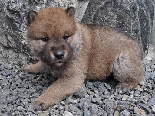 四国犬のサムネイル画像3