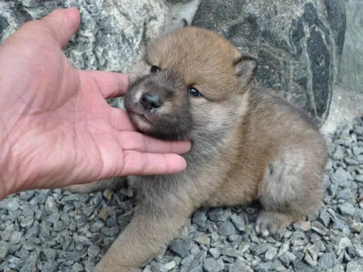 四国犬のサムネイル画像4