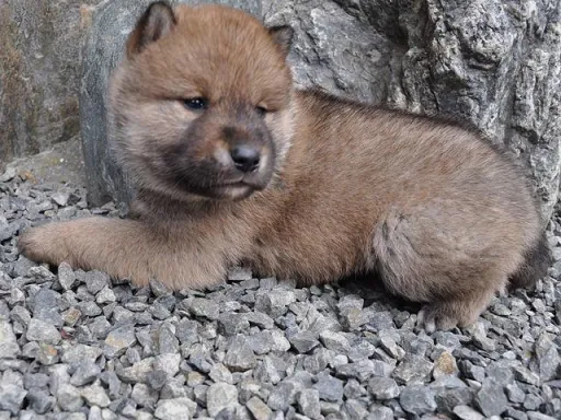 四国犬のサムネイル画像5