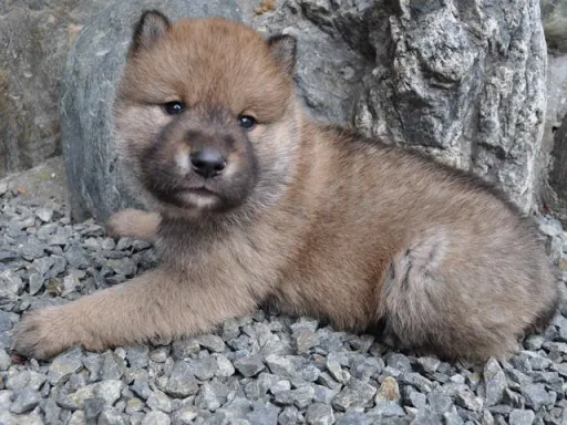 四国犬のサムネイル画像6