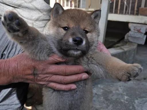 四国犬のサムネイル画像7