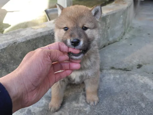 四国犬のサムネイル画像8
