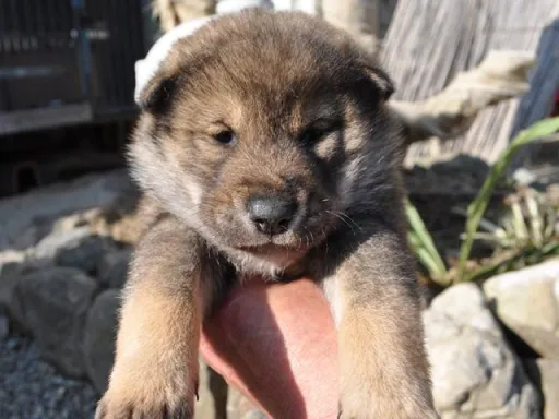 四国犬のサムネイル画像1