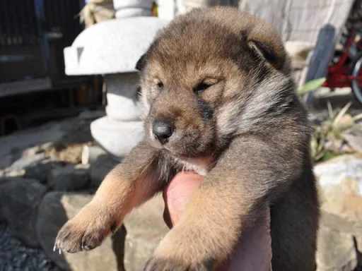 四国犬のサムネイル画像2