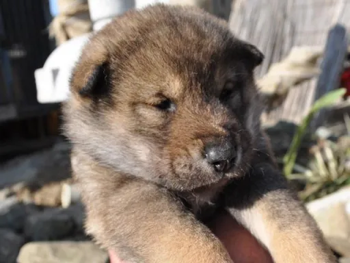 四国犬のサムネイル画像3