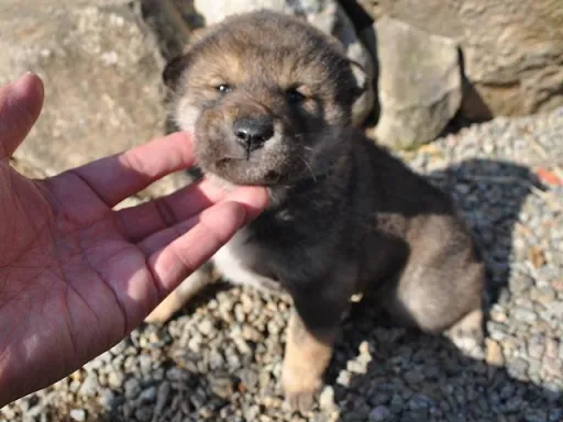 四国犬のサムネイル画像4