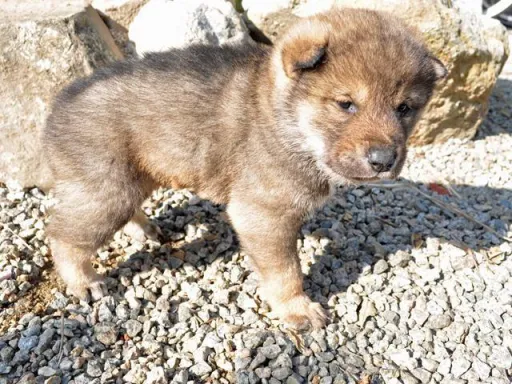 四国犬のサムネイル画像5