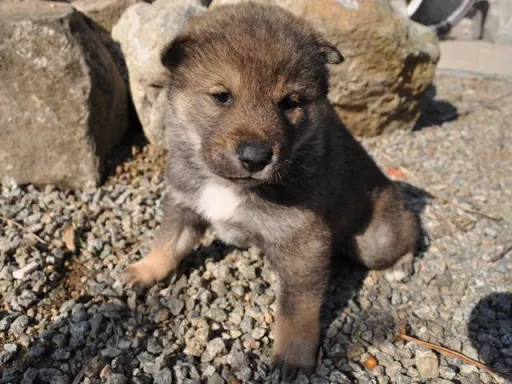 四国犬のサムネイル画像6