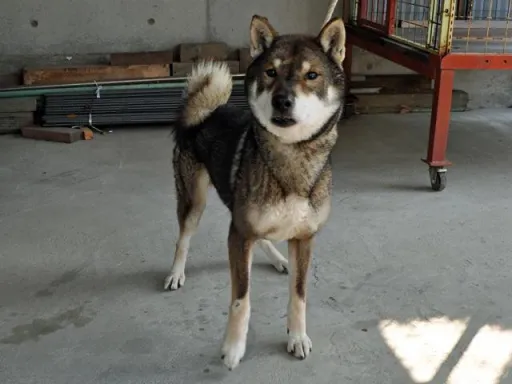 四国犬のサムネイル画像7