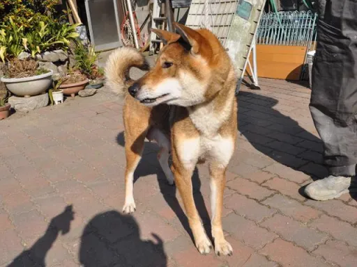 四国犬のサムネイル画像8