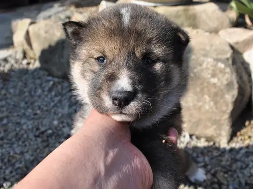 四国犬の子犬販売