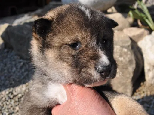 四国犬のサムネイル画像2