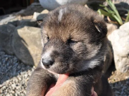 四国犬のサムネイル画像3