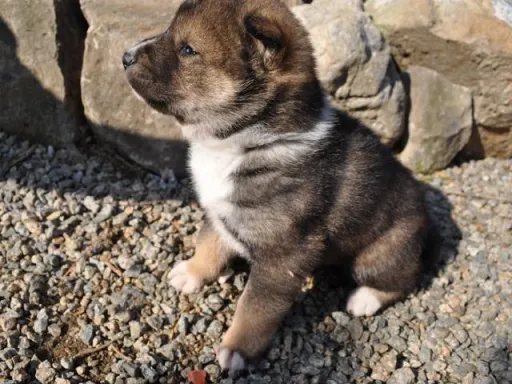 四国犬のサムネイル画像4