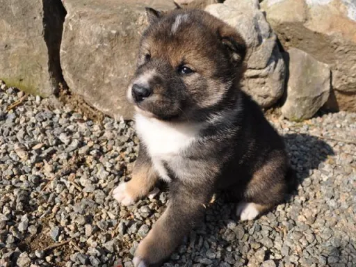 四国犬のサムネイル画像5