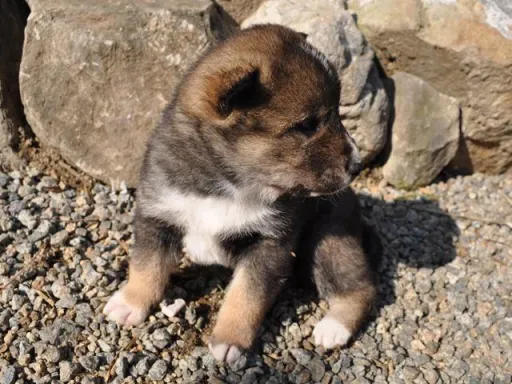 四国犬のサムネイル画像6