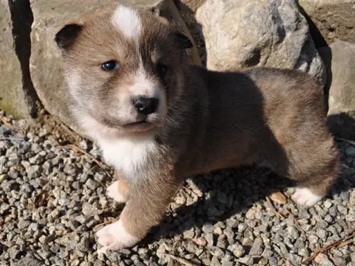 四国犬の子犬販売