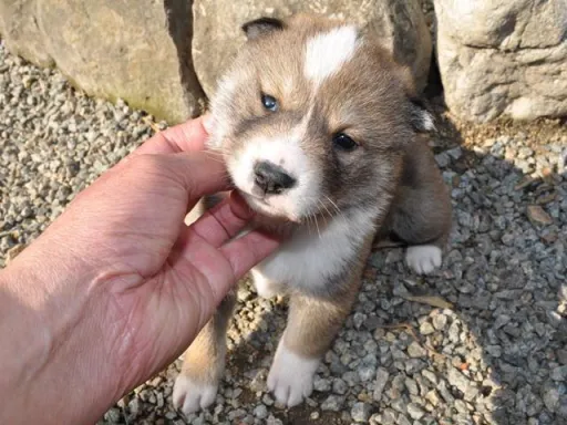 四国犬のサムネイル画像2
