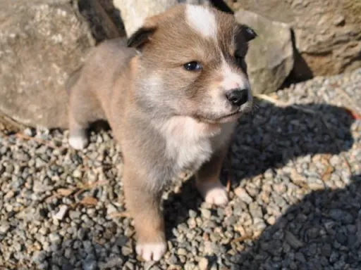 四国犬のサムネイル画像3