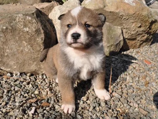 四国犬のサムネイル画像4