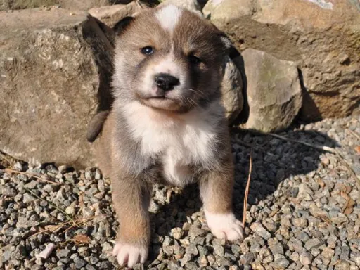 四国犬のサムネイル画像5