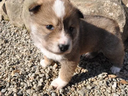 四国犬のサムネイル画像6