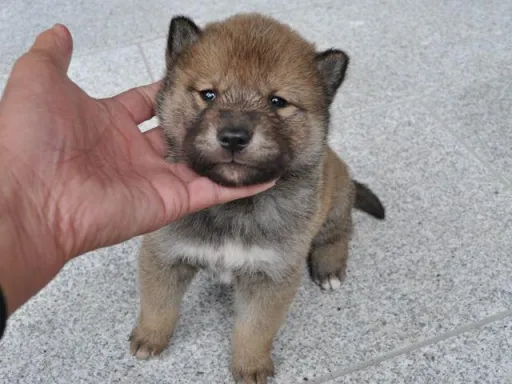 四国犬のサムネイル画像1