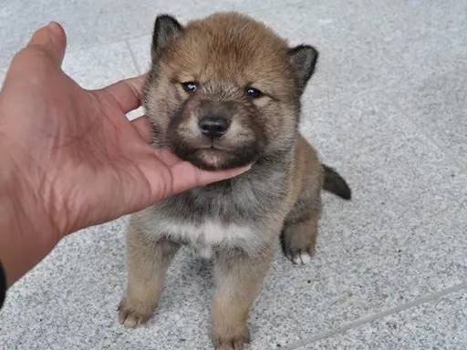 四国犬の子犬販売